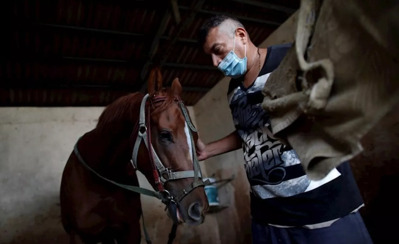 ¡A correr! Animales felices en el HipoRemón 