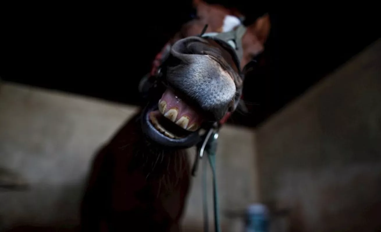 ¡A correr! Animales felices en el HipoRemón 