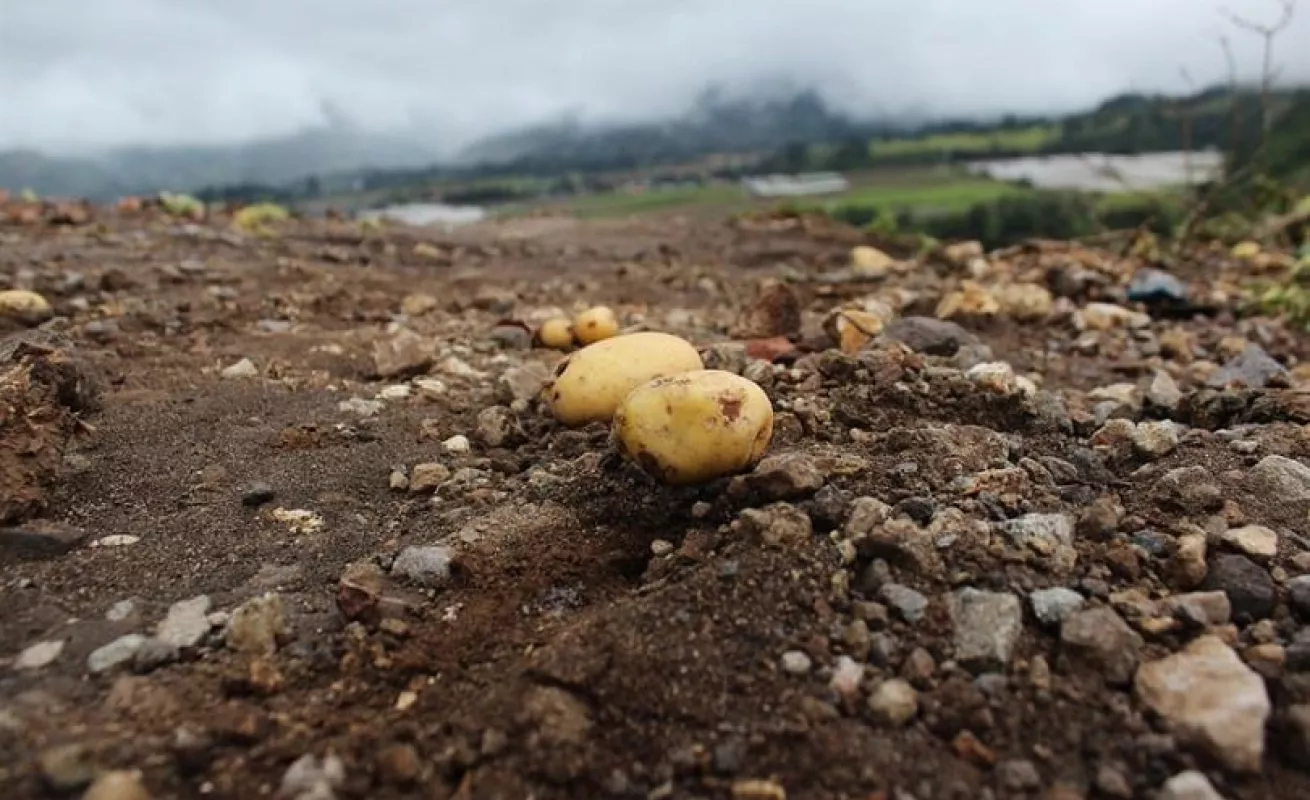 Las lluvias y los deslaves afectaron los cultivos agrícolas (Fotos)