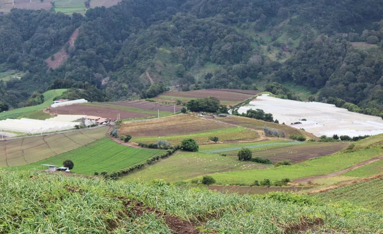 Las lluvias y los deslaves afectaron los cultivos agrícolas (Fotos)