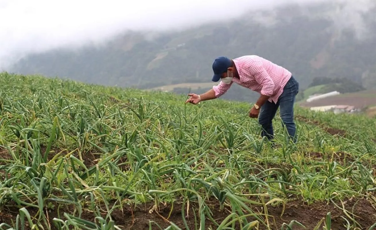 Las lluvias y los deslaves afectaron los cultivos agrícolas (Fotos)