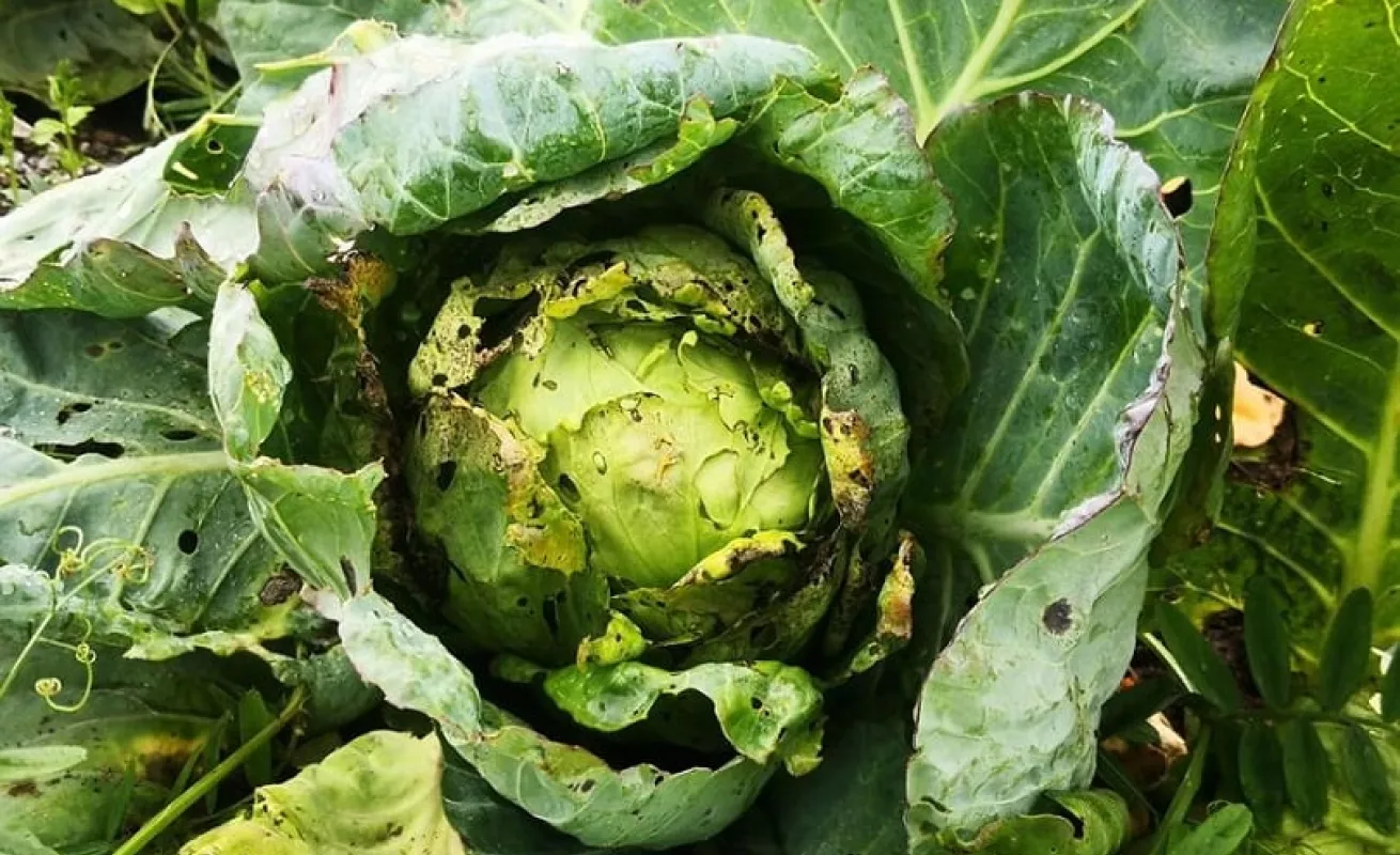 Las lluvias y los deslaves afectaron los cultivos agrícolas (Fotos)