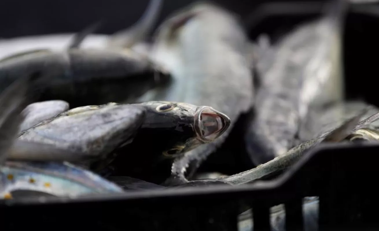 A quien madruga Dios le ayuda: así es la vida del puerto Palo Seco en Panamá