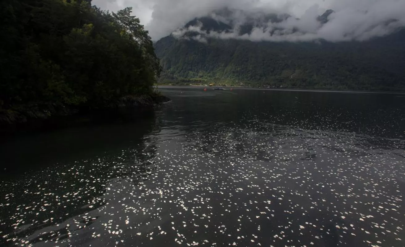 El mundo a través del lente de la cámara 