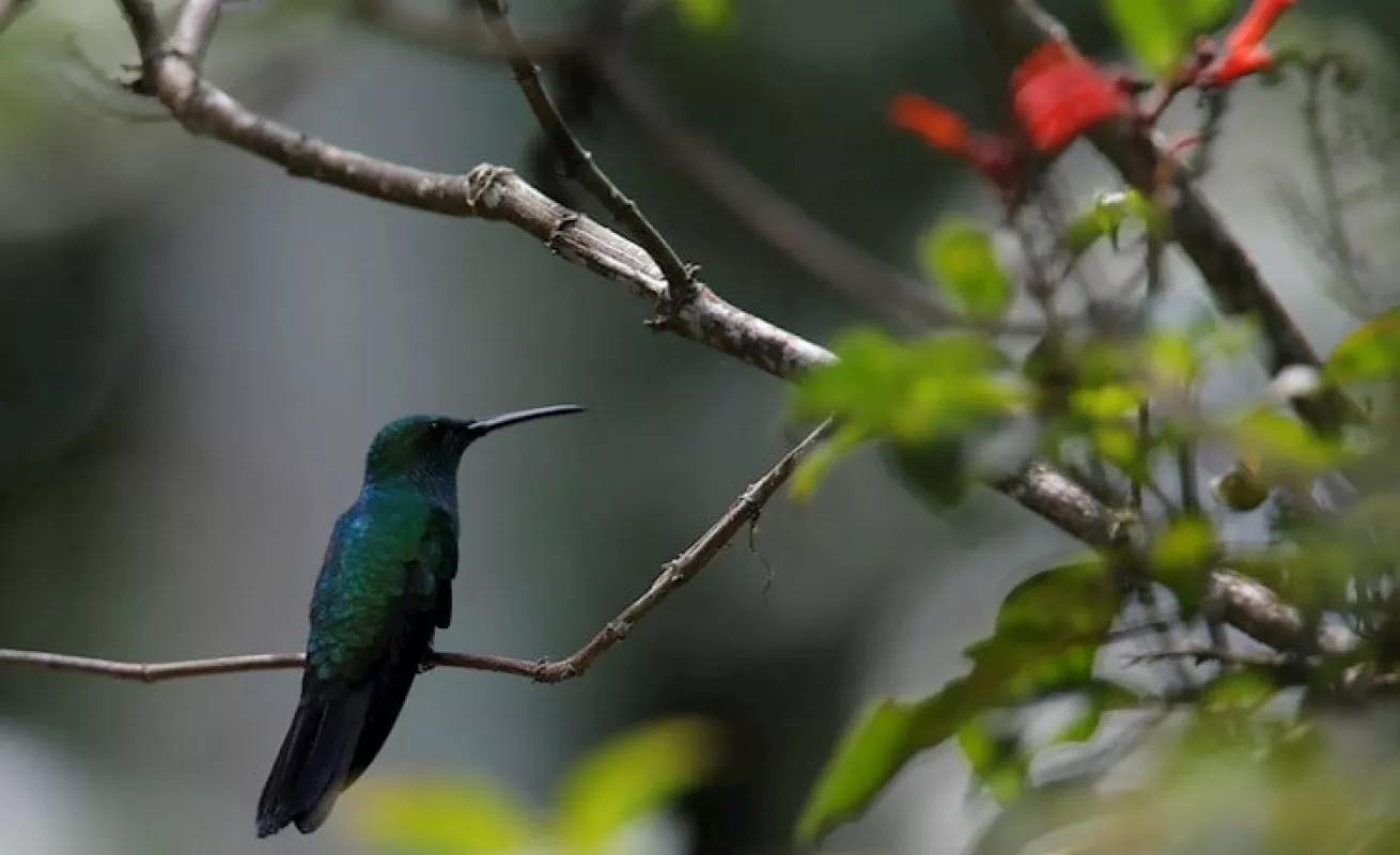  Panamá busca ser "líder" en avistamiento de aves en Centroamerica