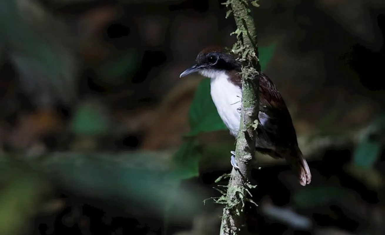  Panamá busca ser "líder" en avistamiento de aves en Centroamerica