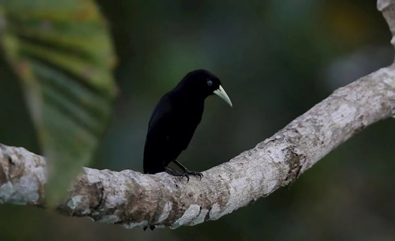  Panamá busca ser "líder" en avistamiento de aves en Centroamerica