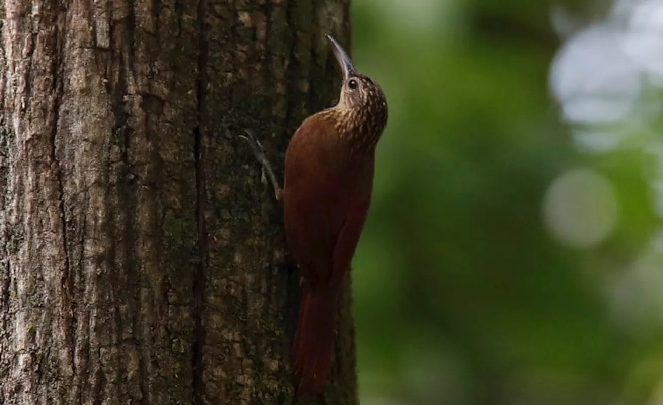  Panamá busca ser "líder" en avistamiento de aves en Centroamerica