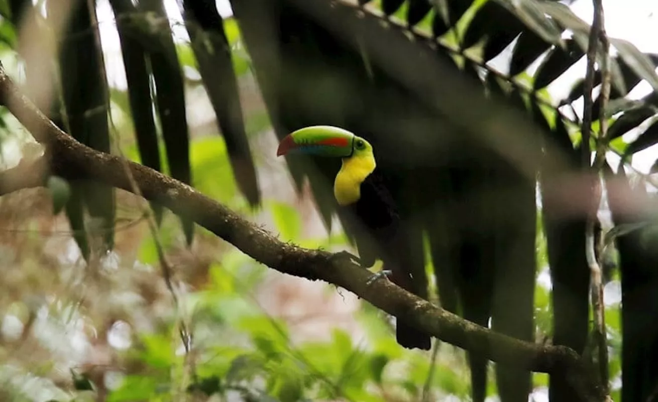  Panamá busca ser "líder" en avistamiento de aves en Centroamerica