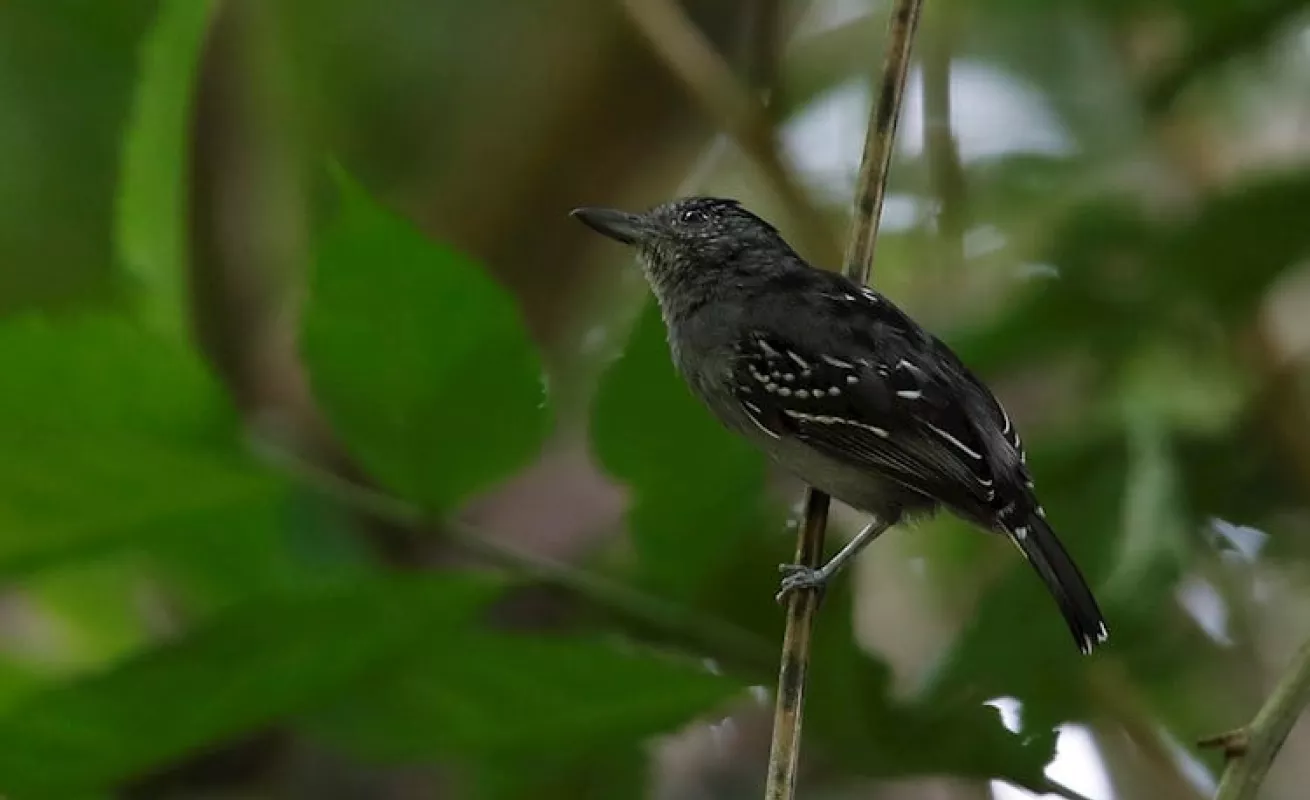  Panamá busca ser "líder" en avistamiento de aves en Centroamerica