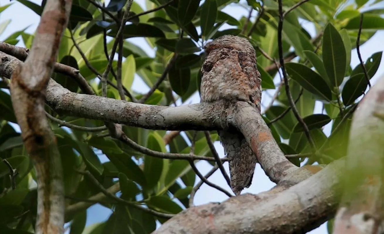  Panamá busca ser "líder" en avistamiento de aves en Centroamerica