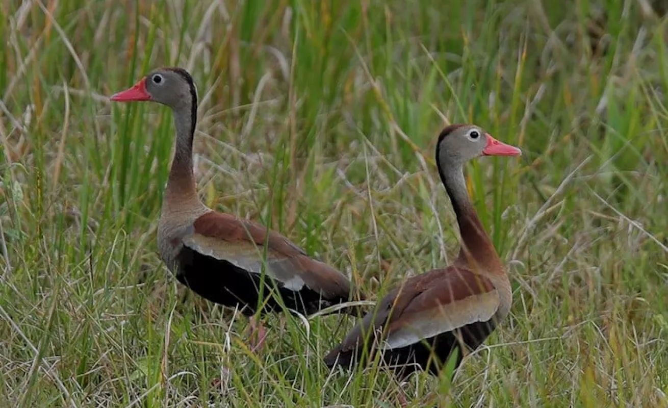  Panamá busca ser "líder" en avistamiento de aves en Centroamerica