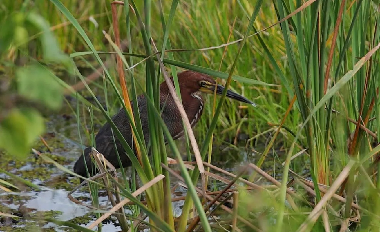 Panamá busca ser "líder" en avistamiento de aves en Centroamerica