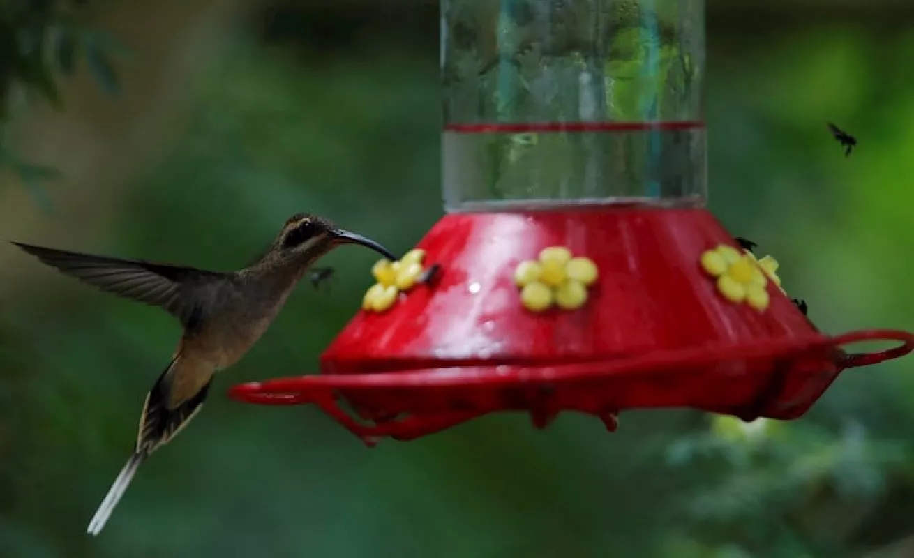  Panamá busca ser "líder" en avistamiento de aves en Centroamerica