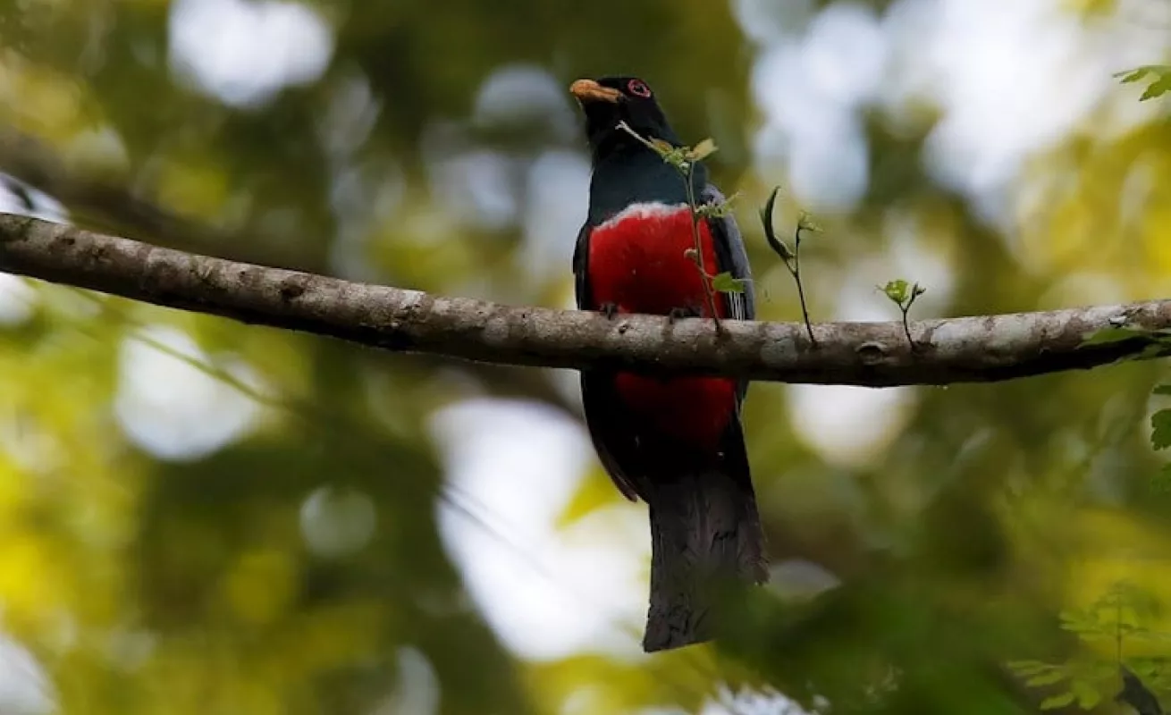 Panamá busca ser "líder" en avistamiento de aves en Centroamerica