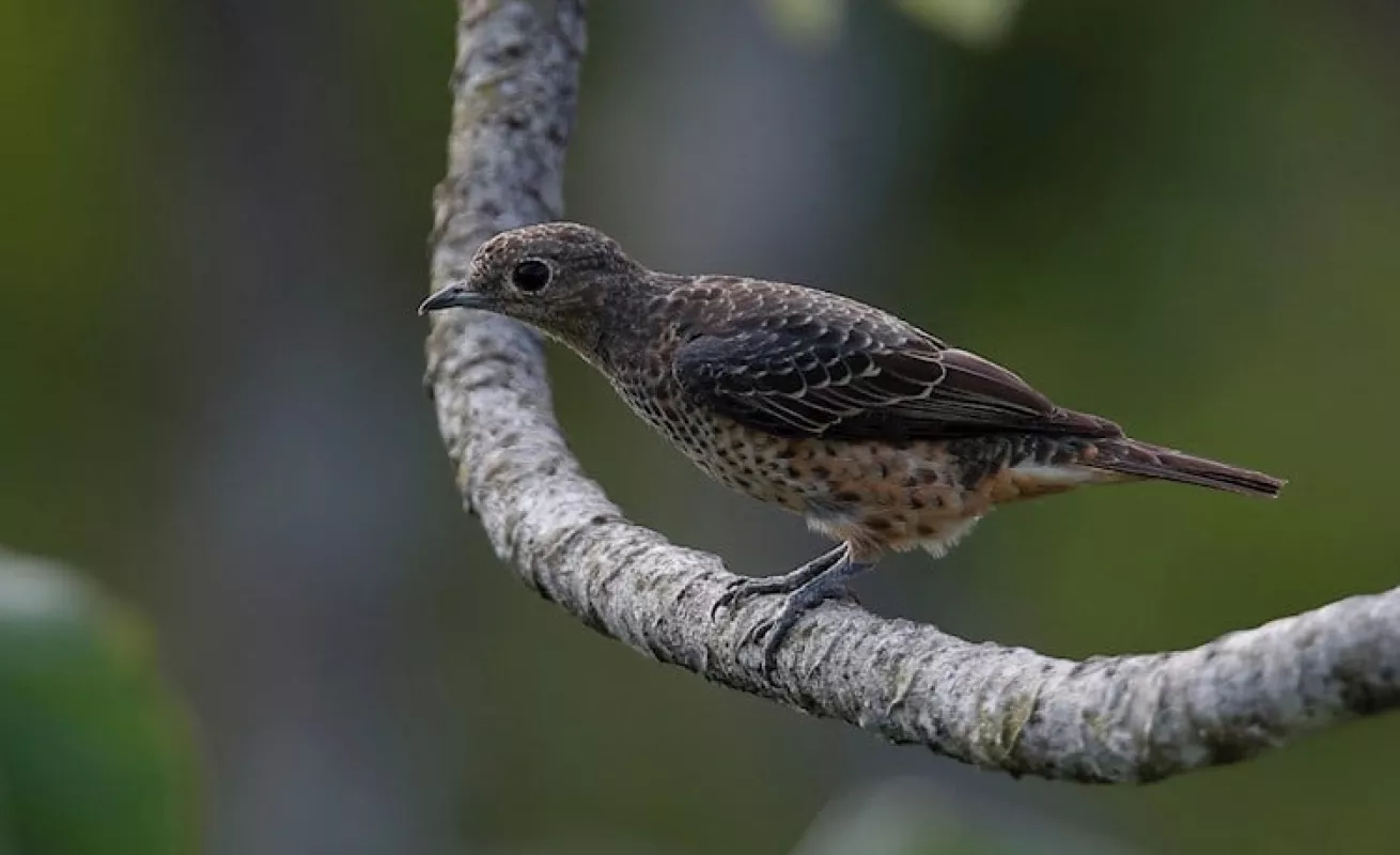  Panamá busca ser "líder" en avistamiento de aves en Centroamerica