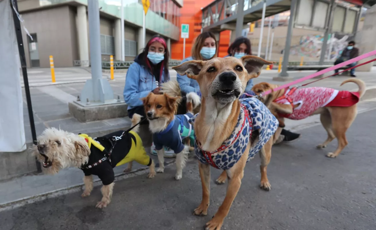 Desfiles de perros abandonados para promover adopciones 