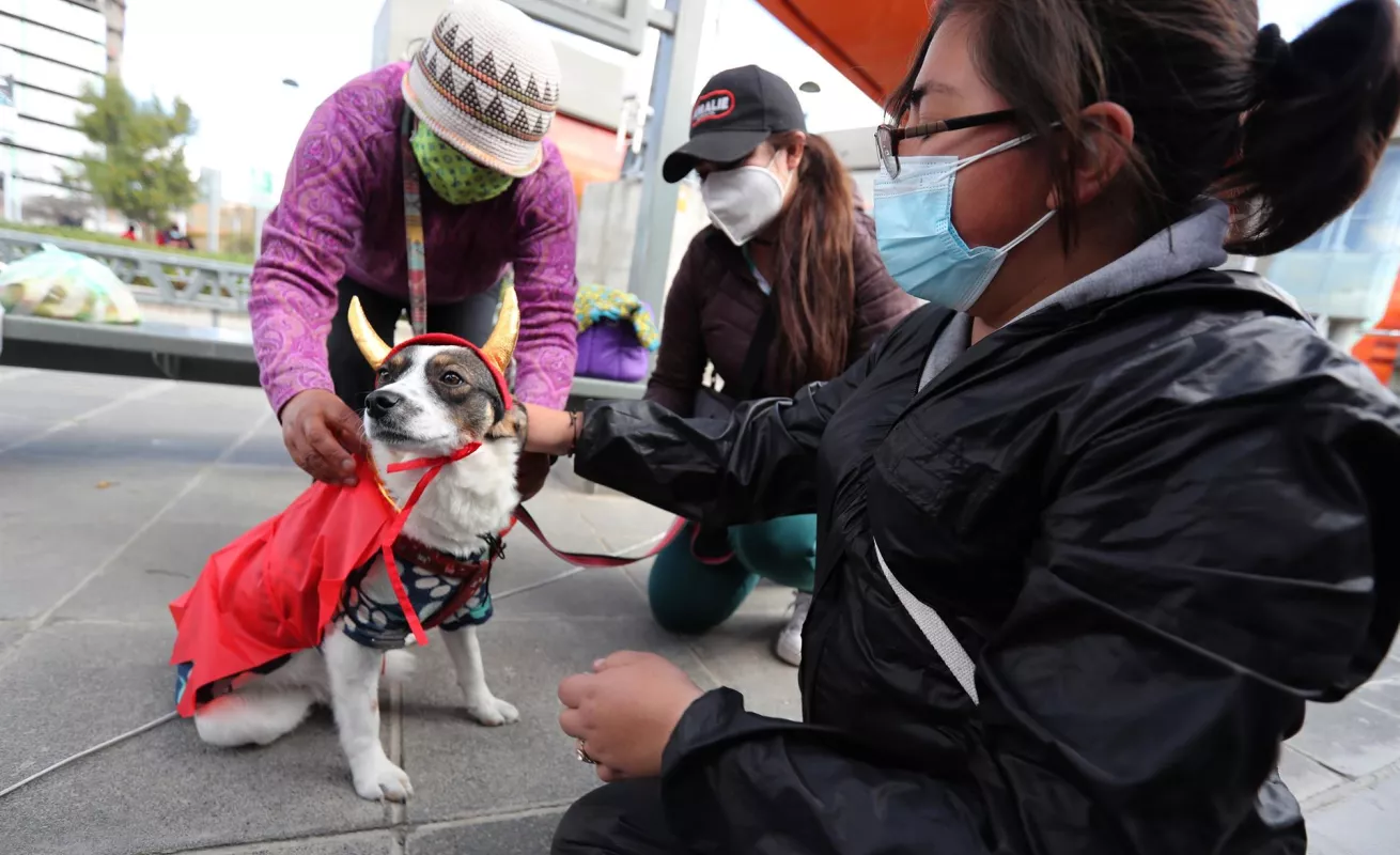 Desfiles de perros abandonados para promover adopciones 
