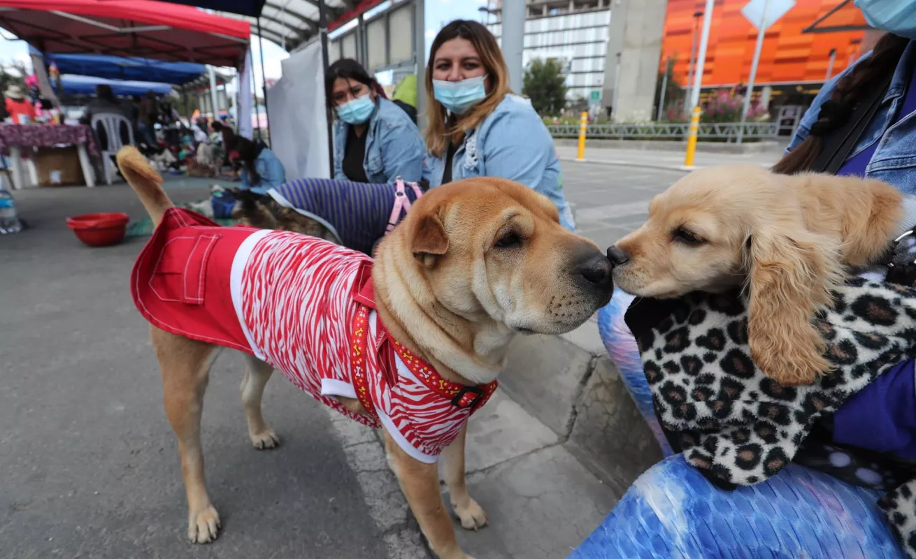 Desfiles de perros abandonados para promover adopciones 