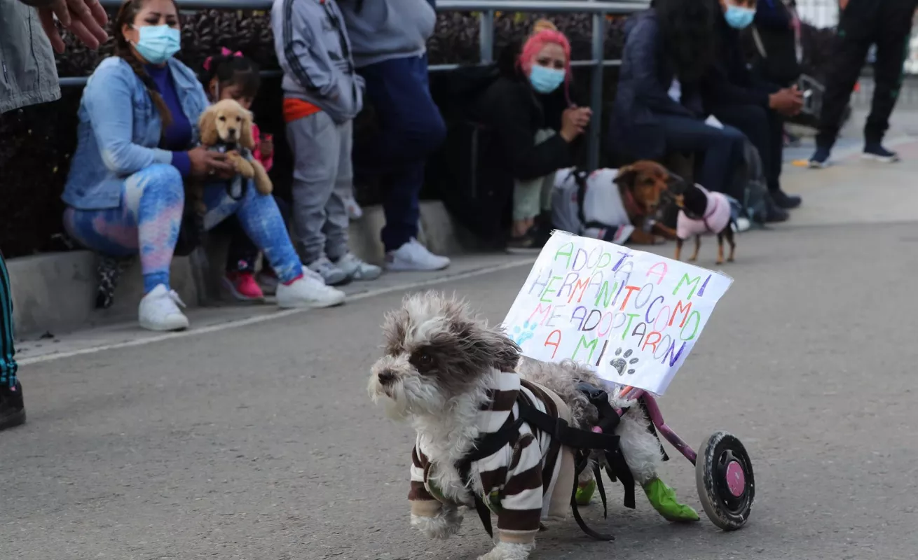 Desfiles de perros abandonados para promover adopciones 