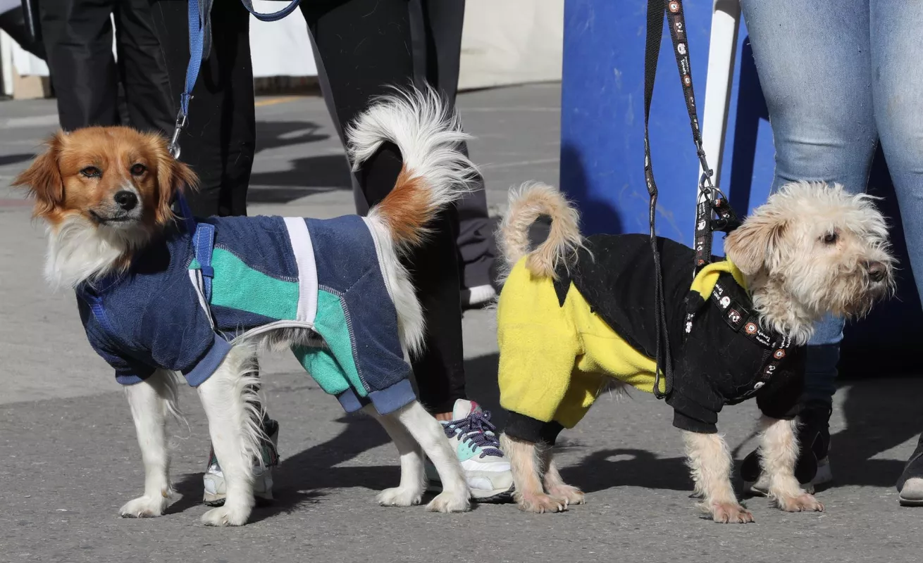 Desfiles de perros abandonados para promover adopciones 