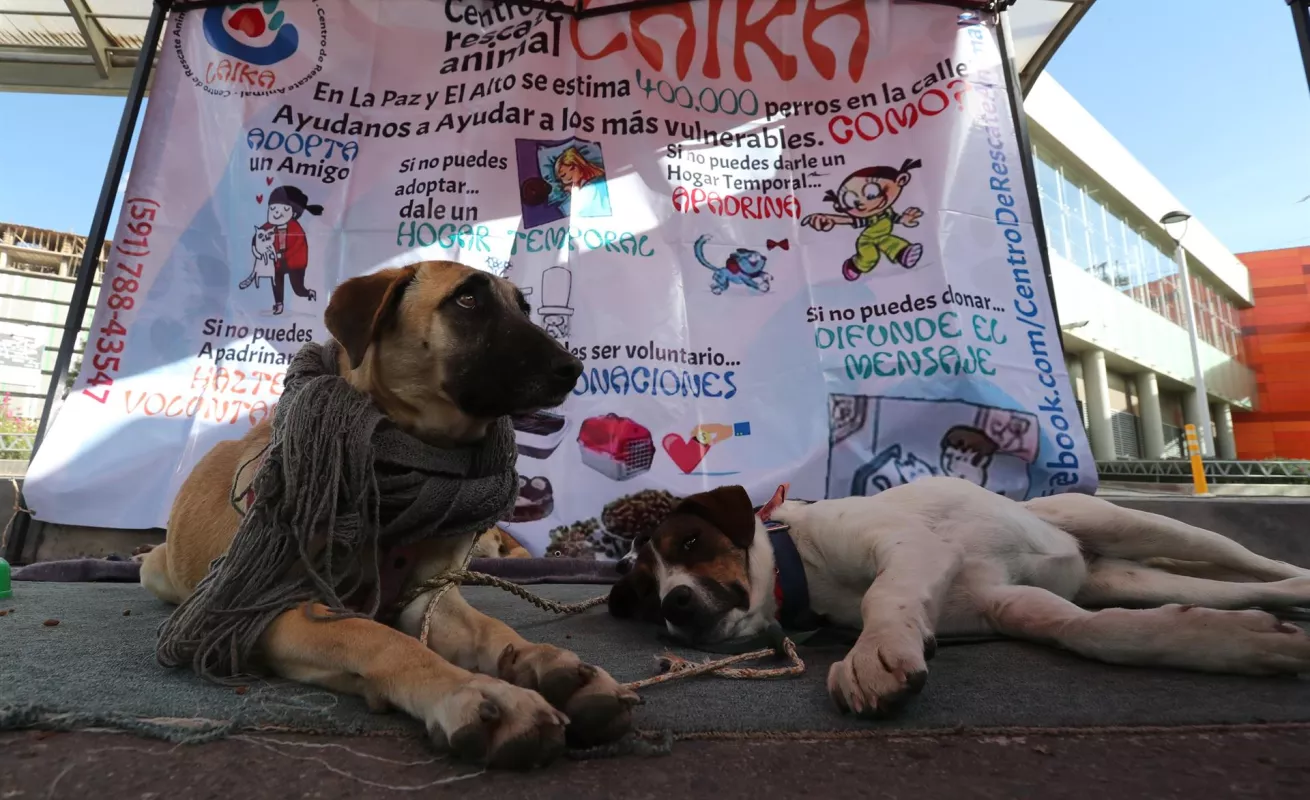 Desfiles de perros abandonados para promover adopciones 