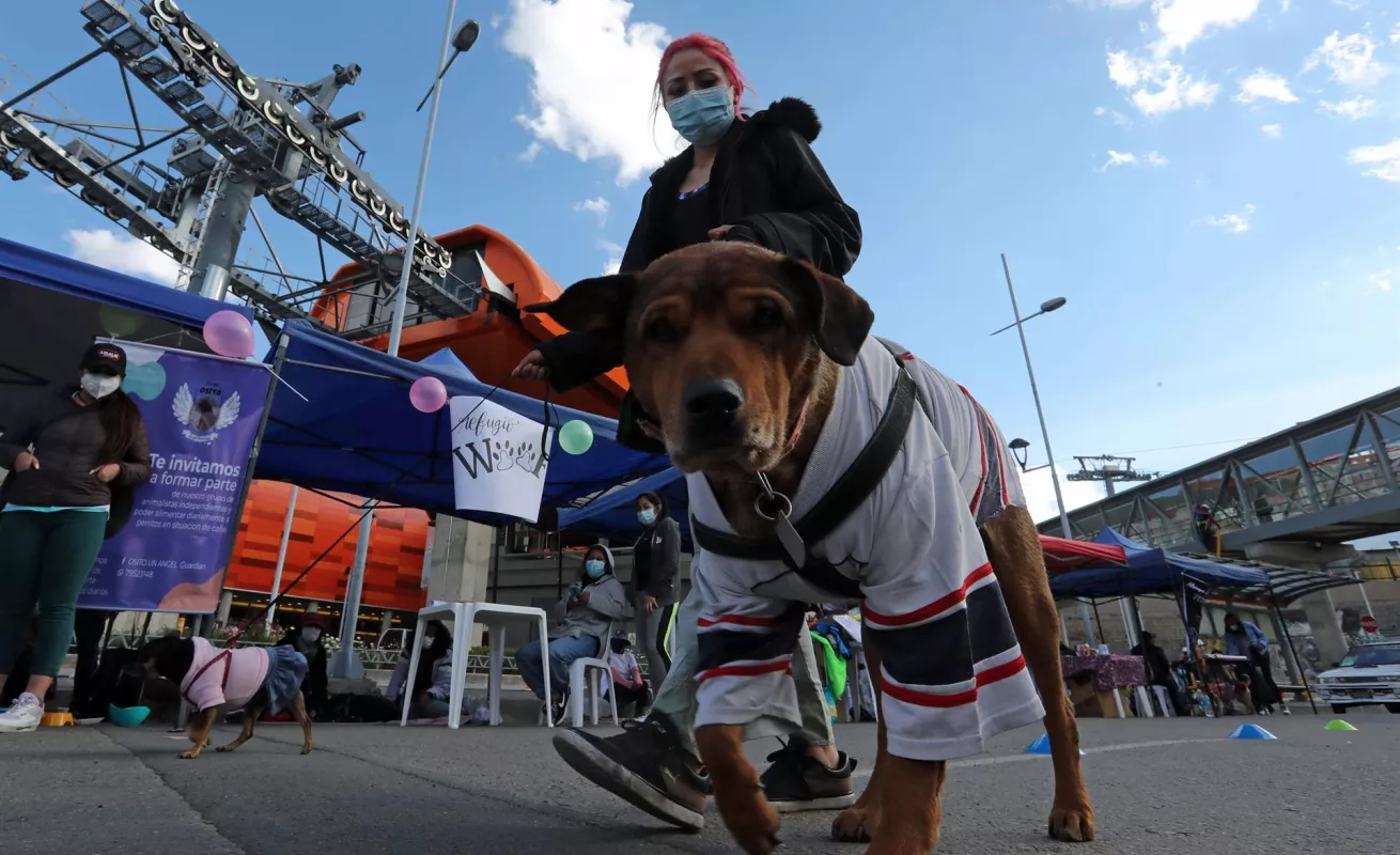 Desfiles de perros abandonados para promover adopciones 