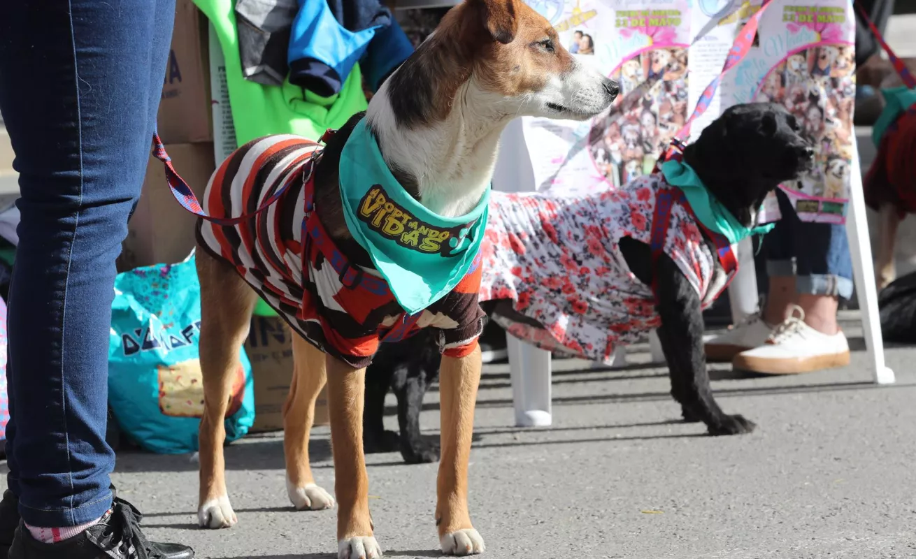 Desfiles de perros abandonados para promover adopciones 