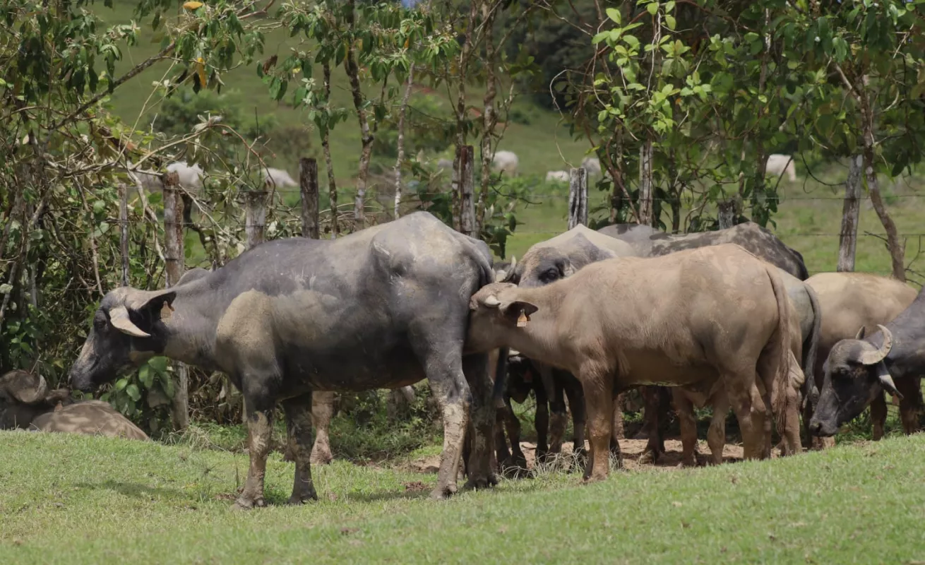 Histórica entrega para la ganadería bufalina 