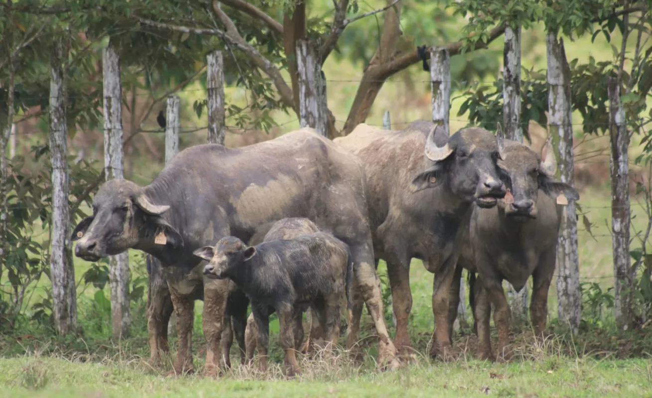 Histórica entrega para la ganadería bufalina 