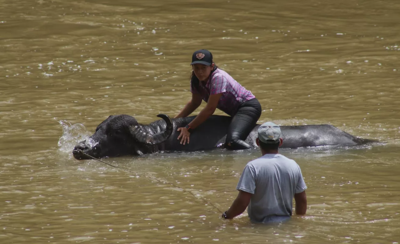 Histórica entrega para la ganadería bufalina 