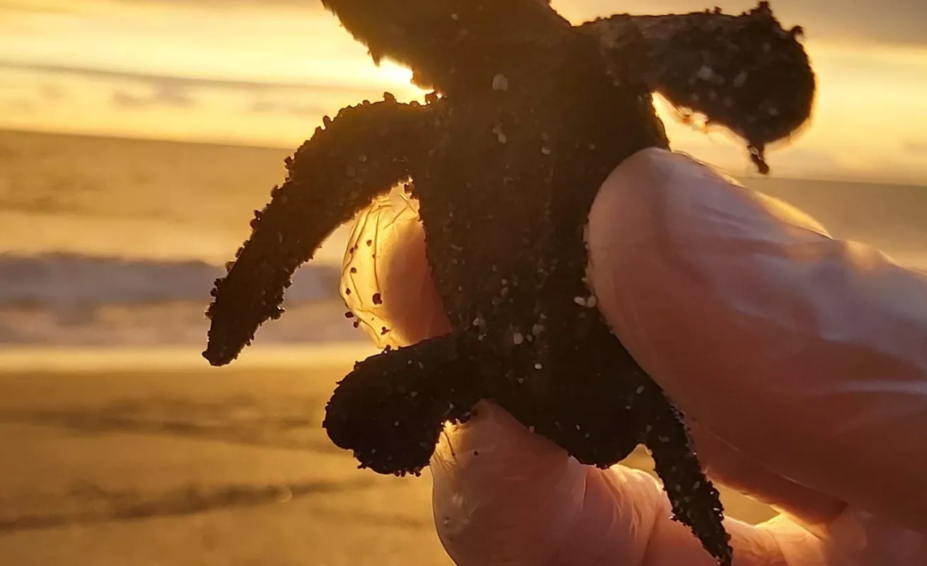 Ecoruta de la tortuga de Mariato