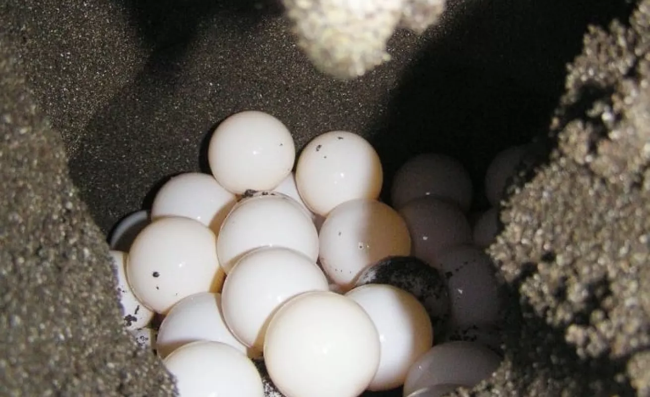 Ecoruta de la tortuga de Mariato