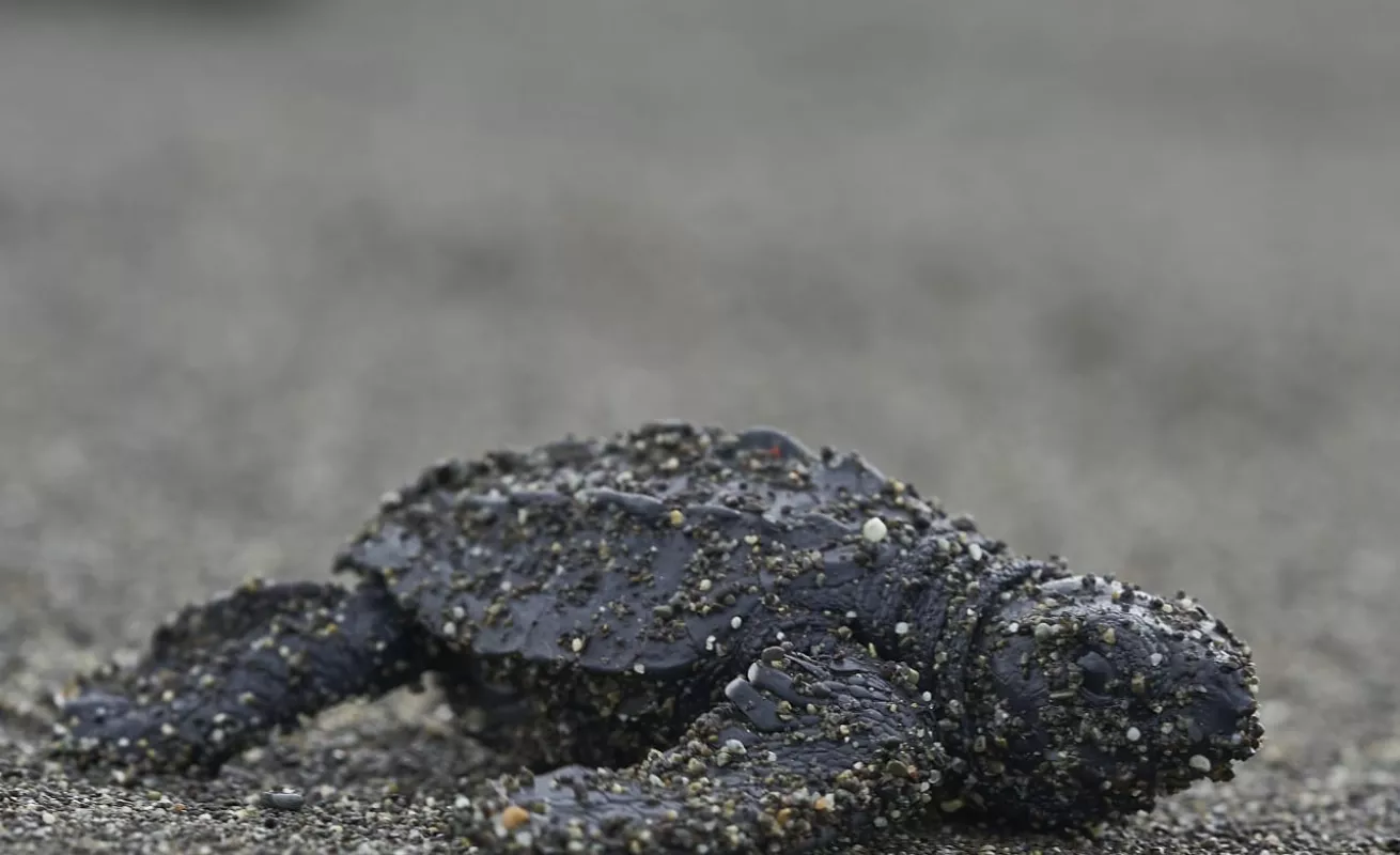 Ecoruta de la tortuga de Mariato