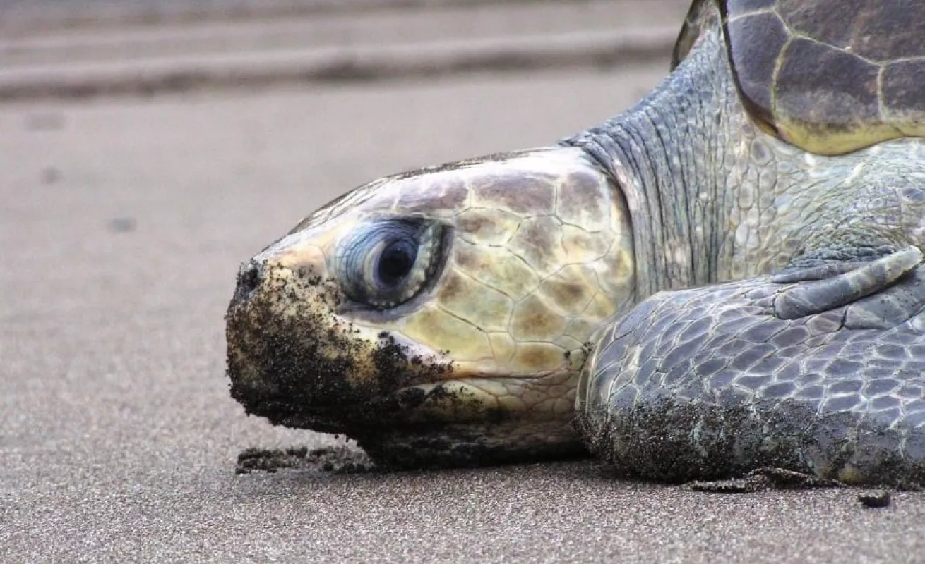 Ecoruta de la tortuga de Mariato
