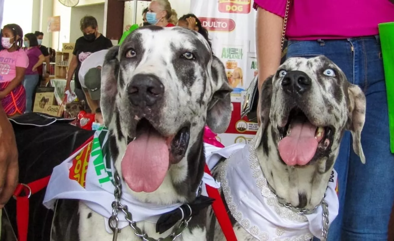 Amo a mi mascota (Fotos)