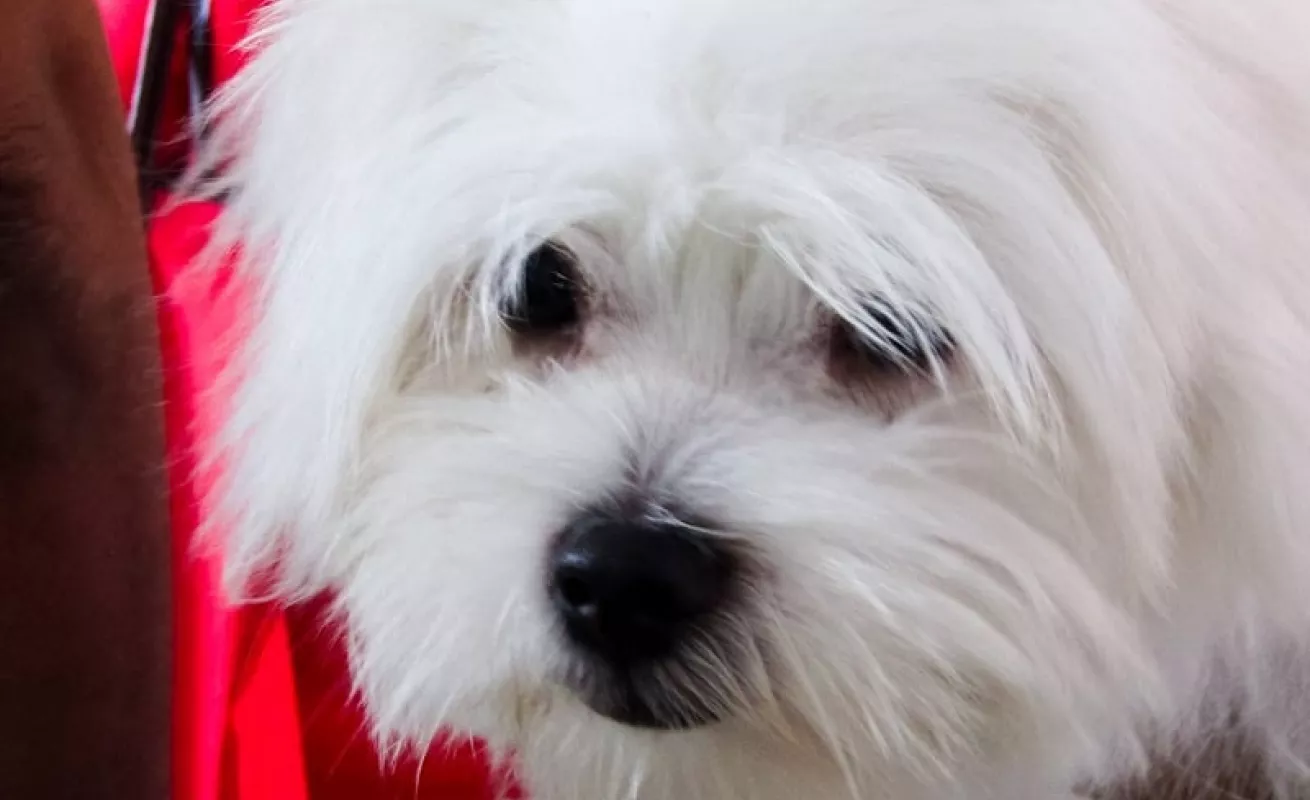 Amo a mi mascota (Fotos)