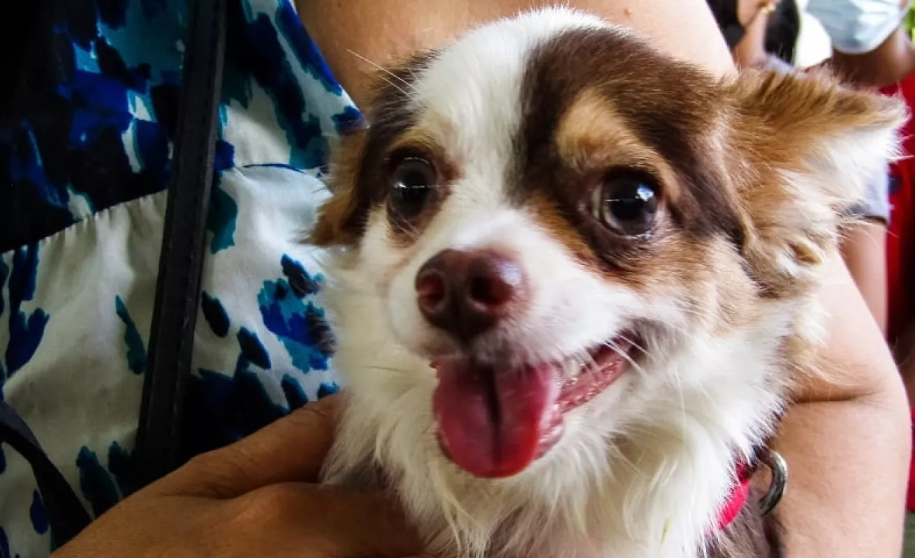 Amo a mi mascota (Fotos)