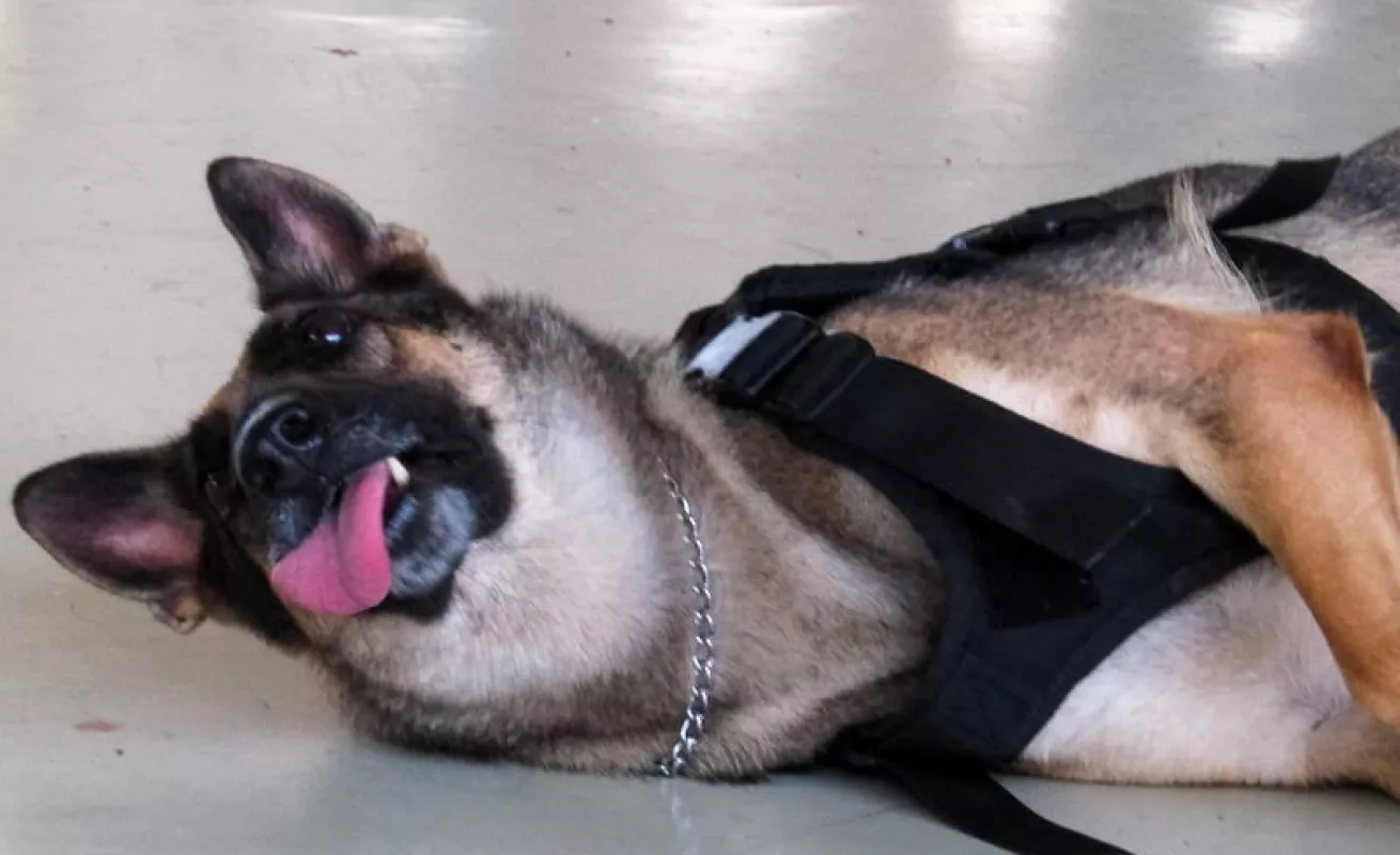 Amo a mi mascota (Fotos)