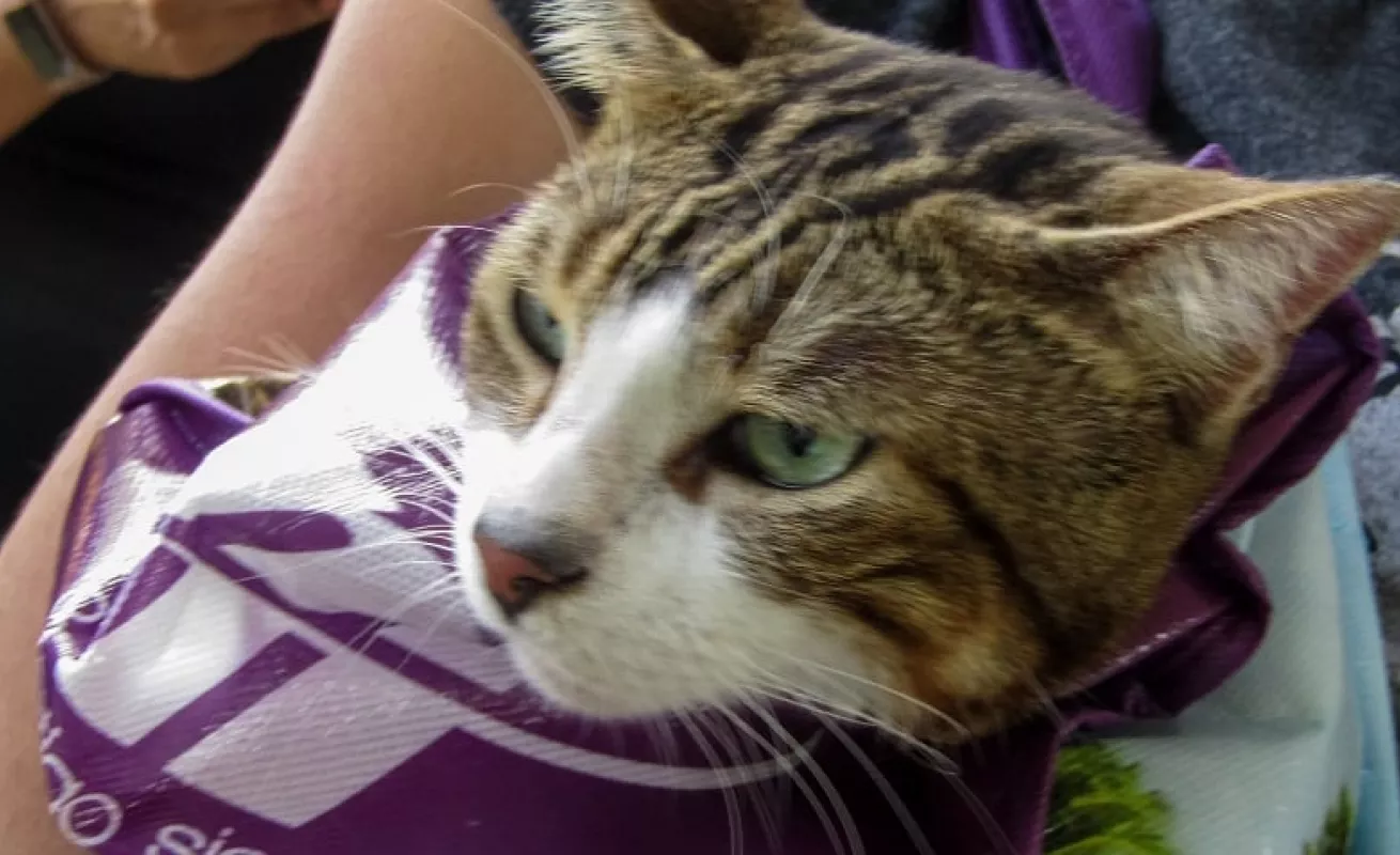 Amo a mi mascota (Fotos)