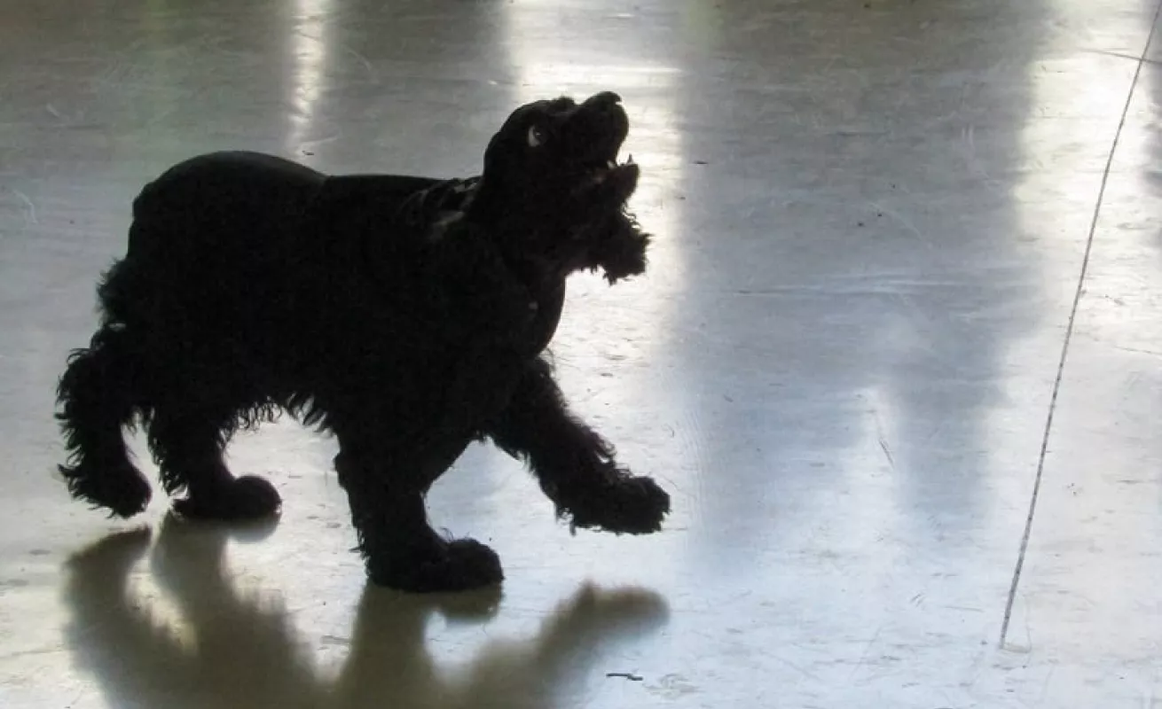 Amo a mi mascota (Fotos)