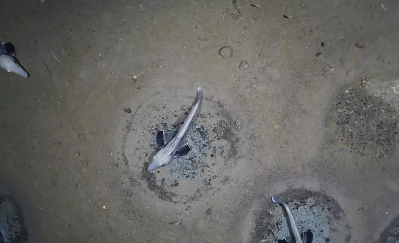 Imágenes que hacen noticias (Fotos)