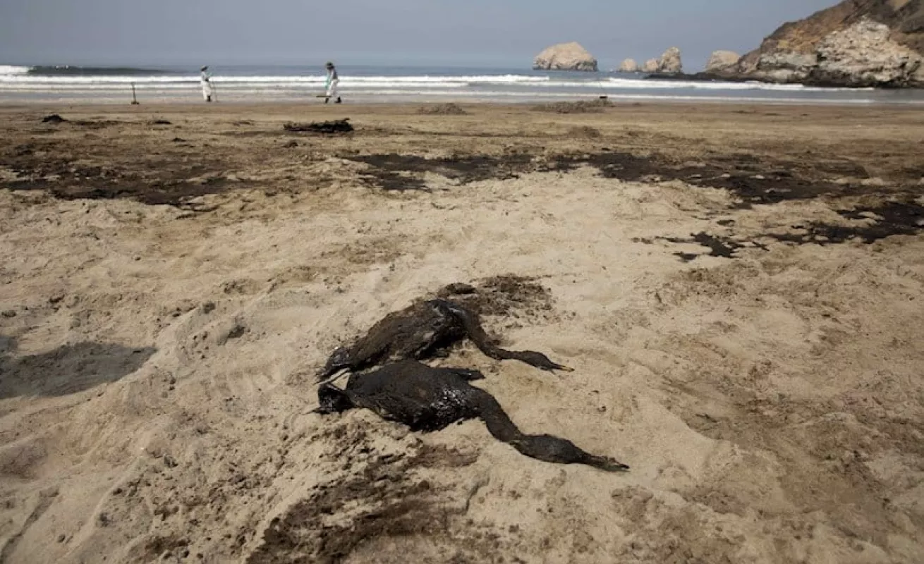 Crece el impacto ambiental en costa de Perú por derrame de petróleo de Repsol (Fotos)