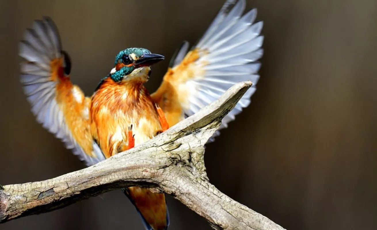 El martín pescador (Fotos)