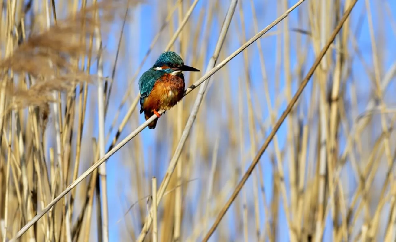 El martín pescador (Fotos)