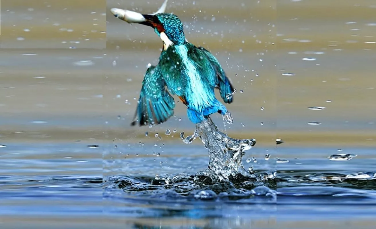 El martín pescador (Fotos)