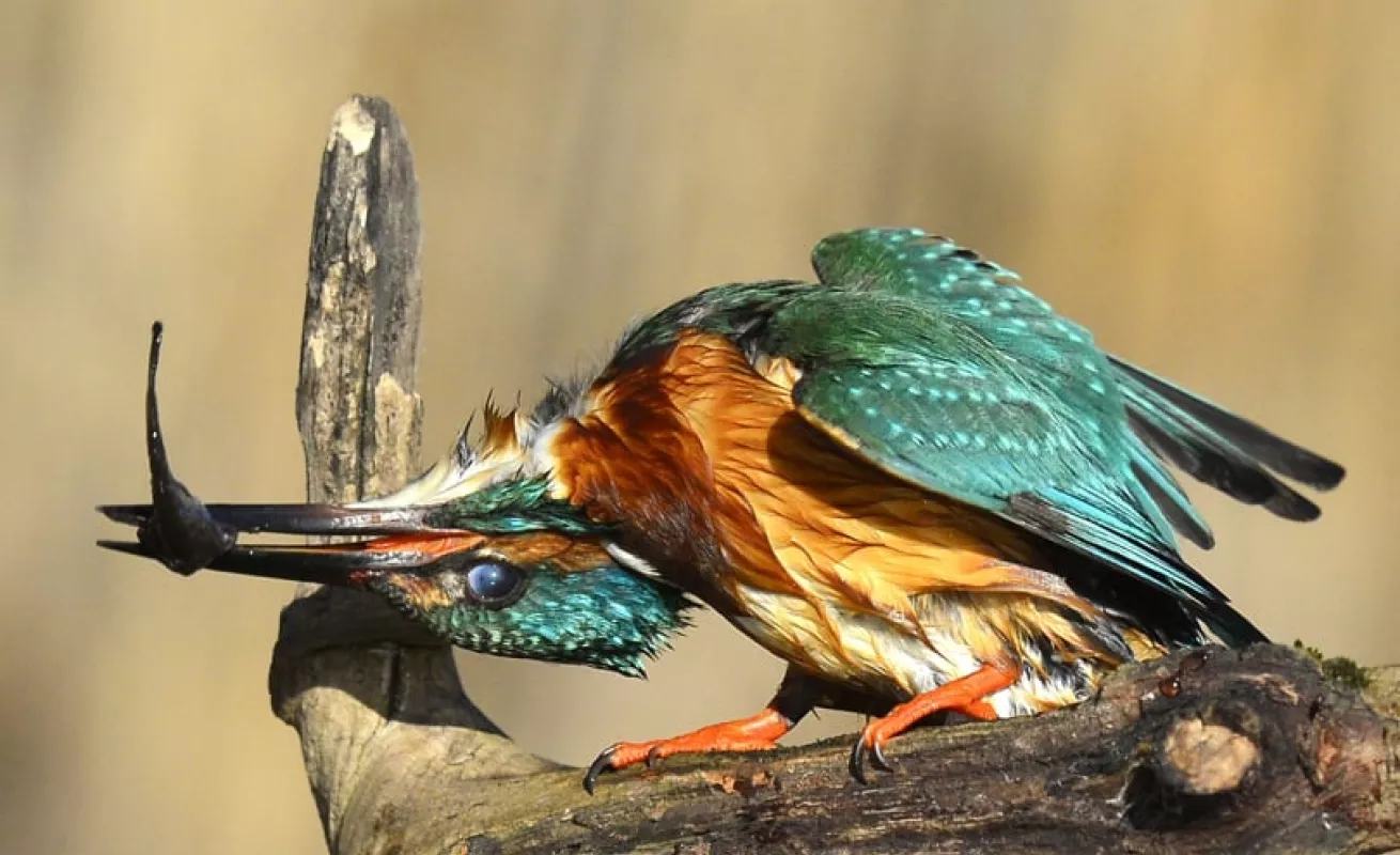 El martín pescador (Fotos)