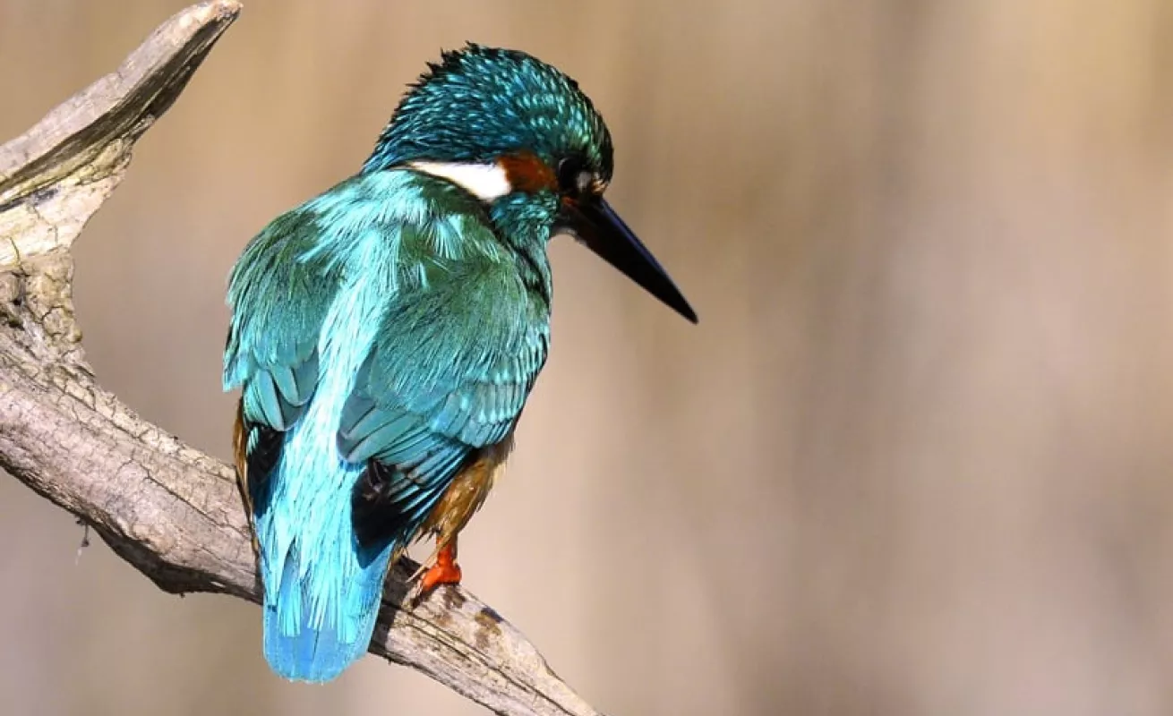 El martín pescador (Fotos)