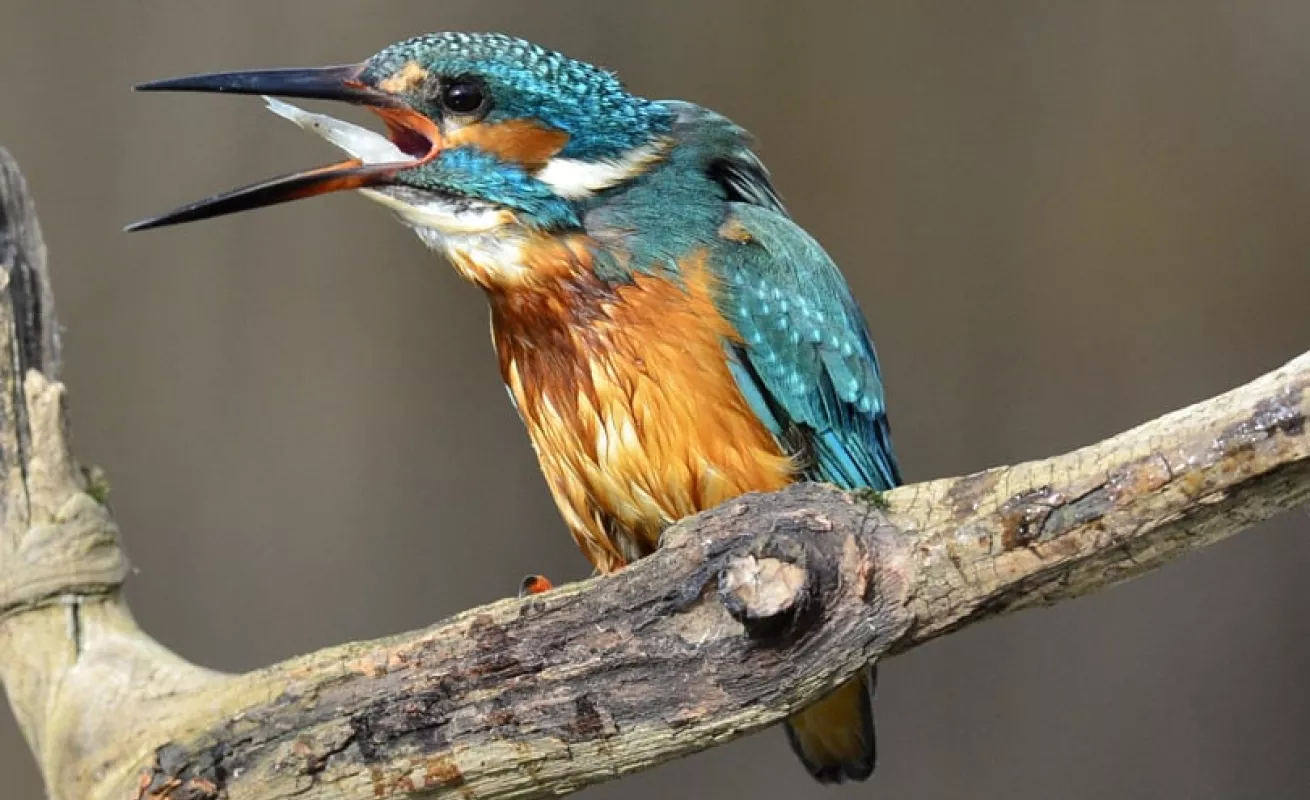 El martín pescador (Fotos)