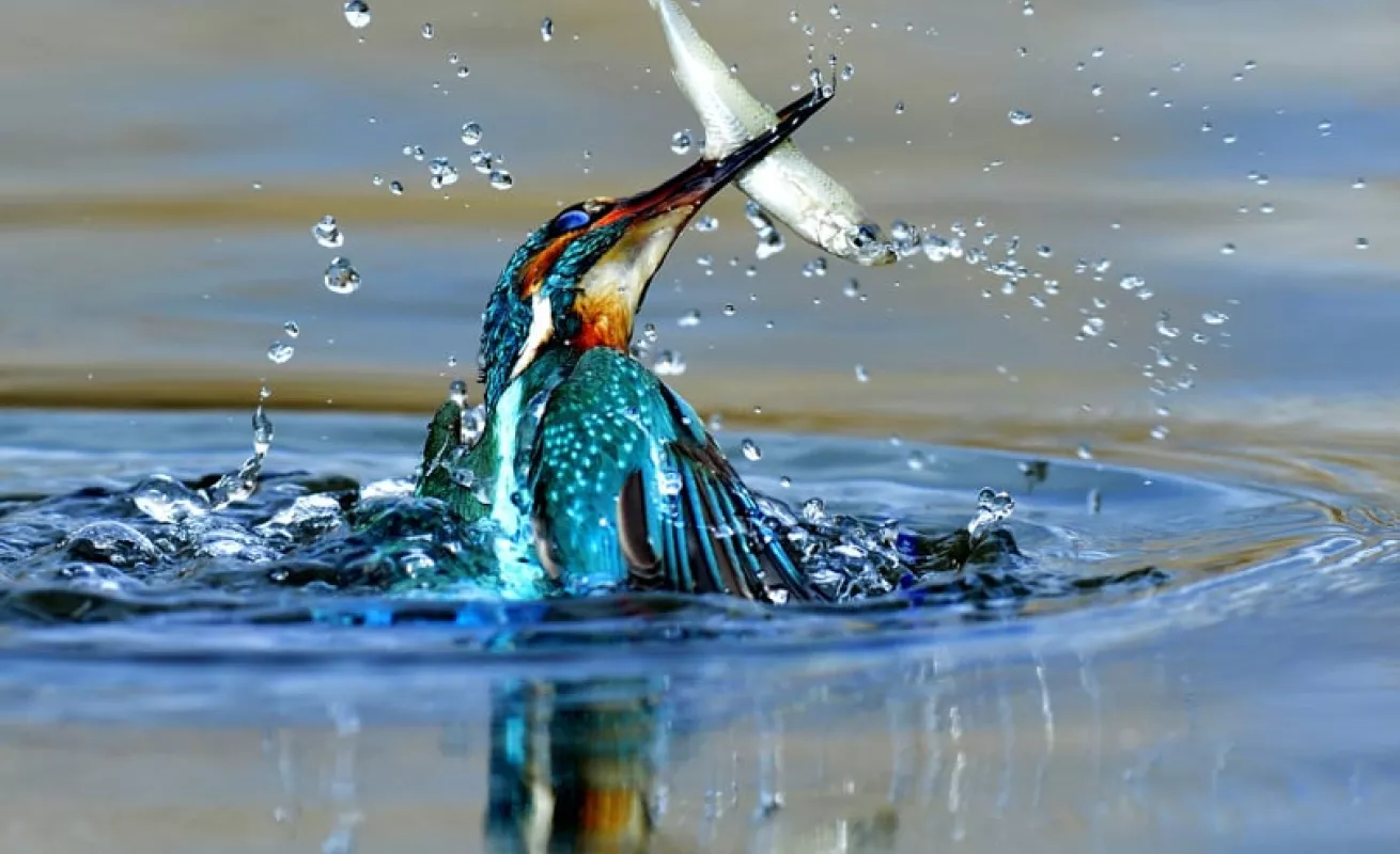 El martín pescador (Fotos)